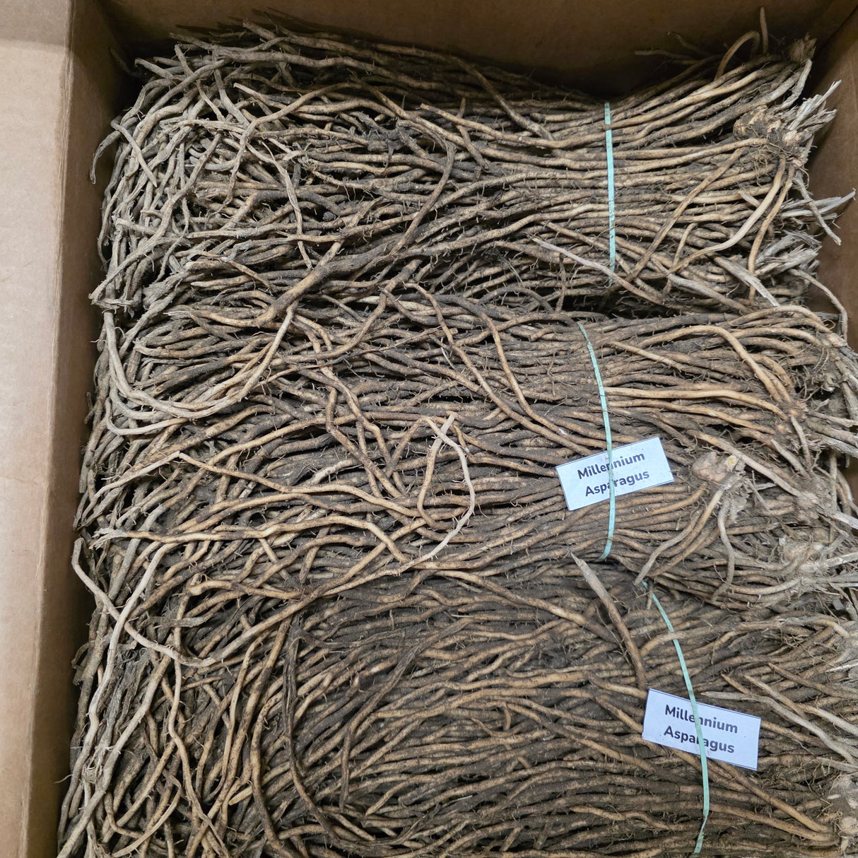 Asparagus (Crowns/Roots) - Millennium - SeedsNow.com - Asparagus