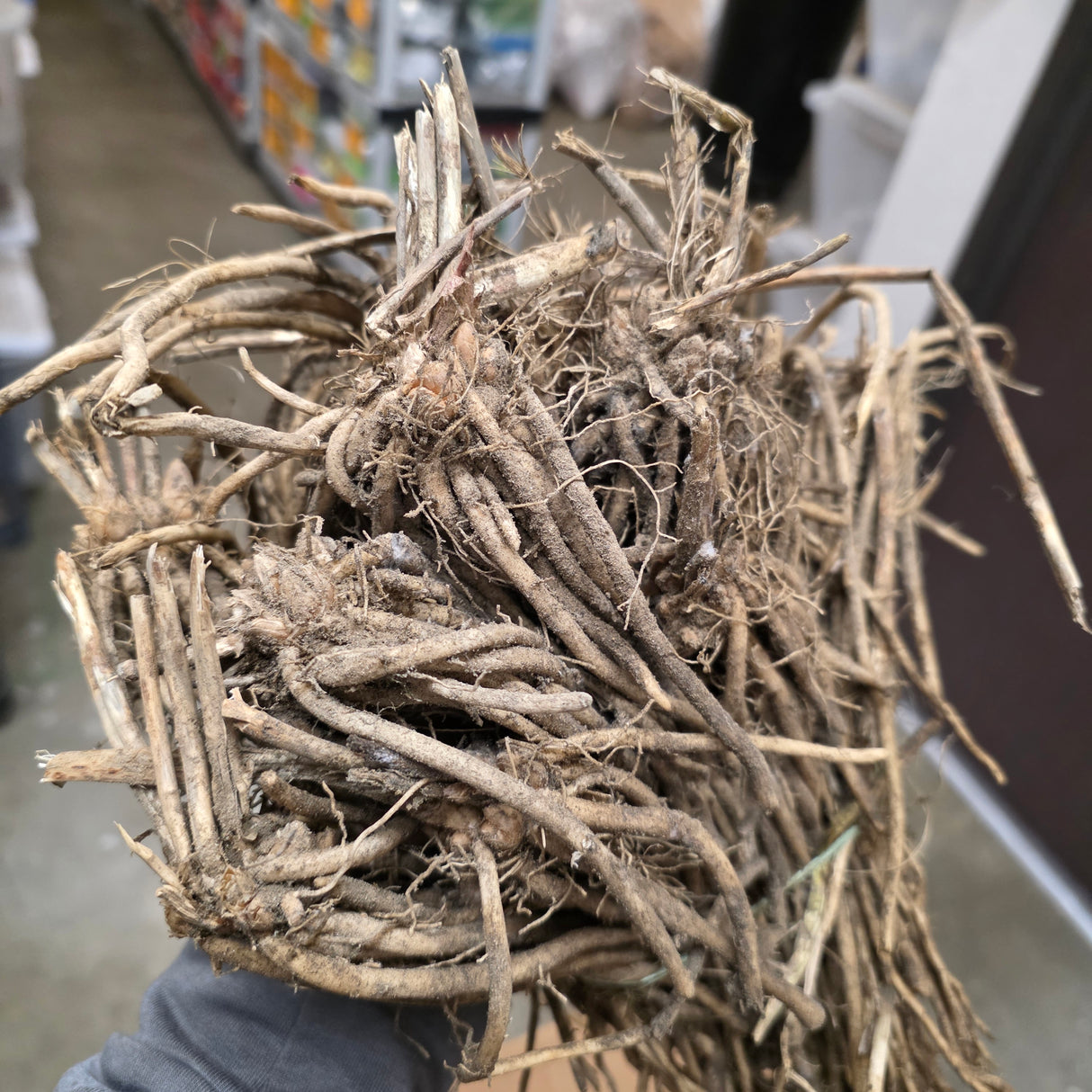 Asparagus (Crowns/Roots) - Millennium - SeedsNow.com - Asparagus