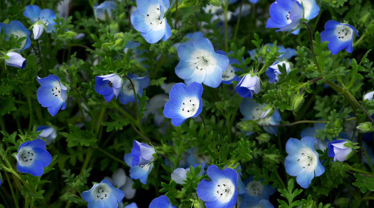 Baby Blue Eyes Flower seeds | Bright Blue Spring Blooms for Gardens
