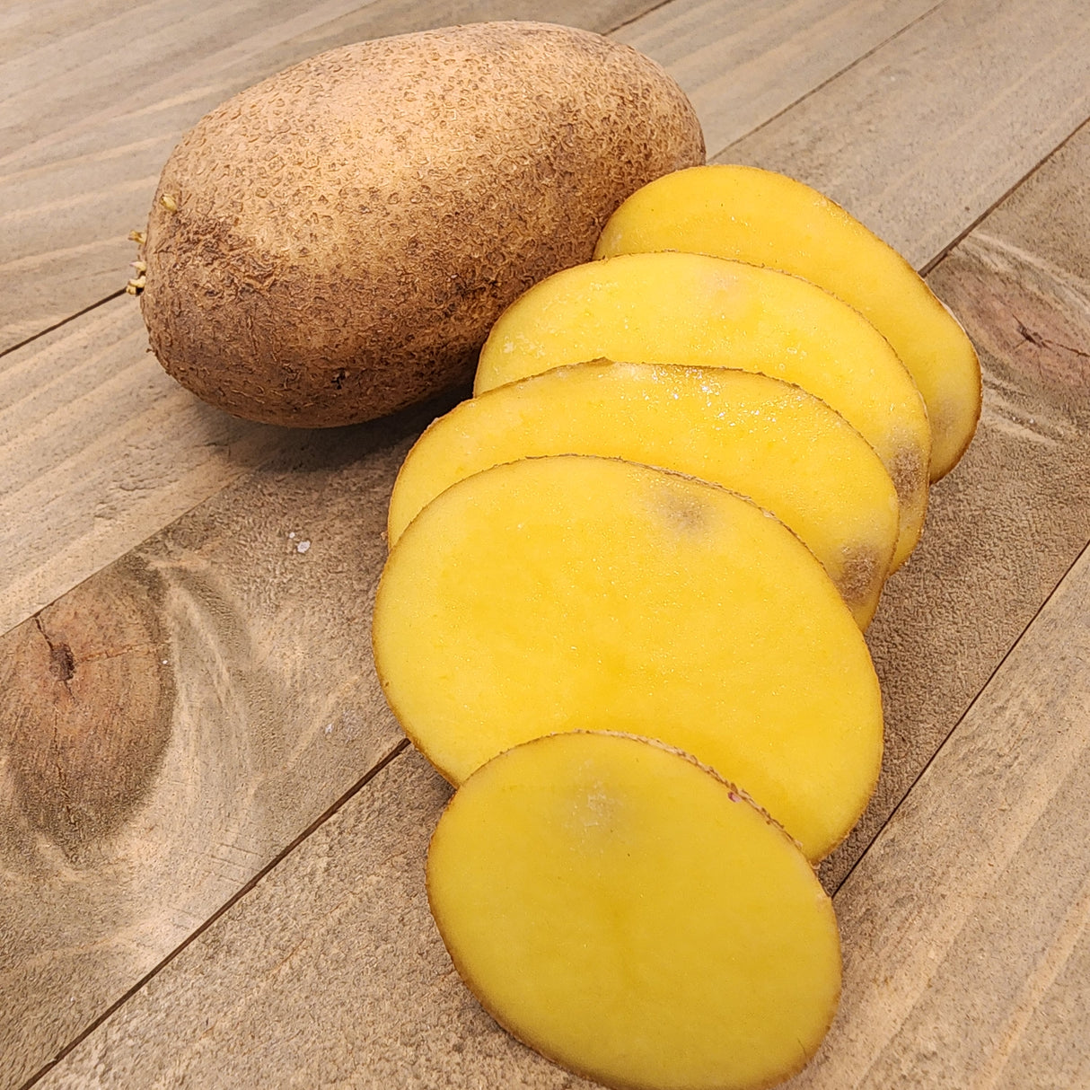 Organic German Butterball potato seed from SeedsNow-Potatoes, showing round, smooth, light yellow potatoes ideal for planting.
