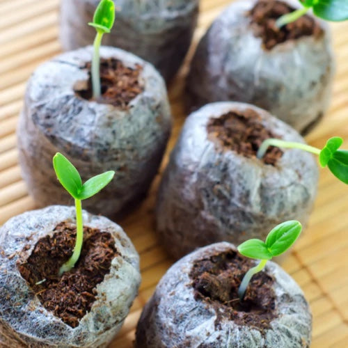 *FREE GIFT* All-in-1 Red Cherry Tomato Seed Kit