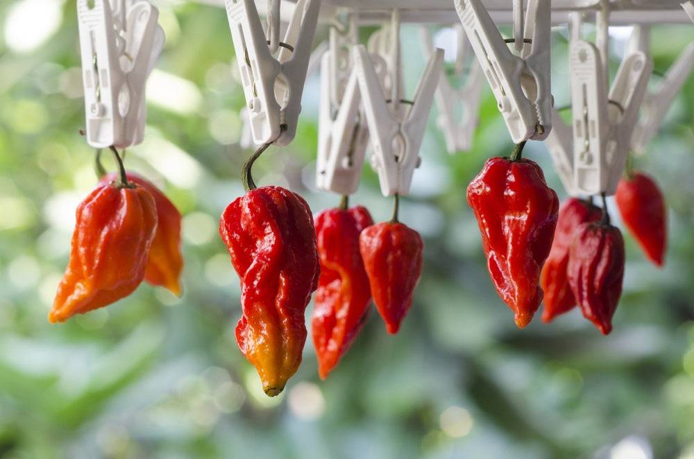 Variety pack of the world's hottest peppers including Ghost Chili, Devil's Tongue, Pretty Purple, Scotch Bonnet, Habanero, Tepin, Thai, Firecracker, NuMex Twilight, and Cayenne peppers