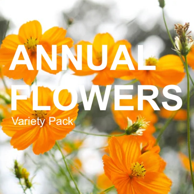 assortment of vibrant annual flower seed varieties in colorful packaging