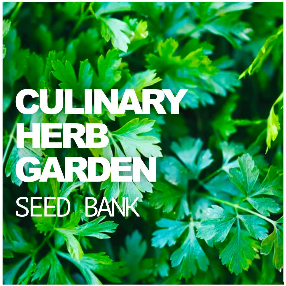 Culinary Herb Seed Bank | Grow 12 Essential Herbs for Cooking