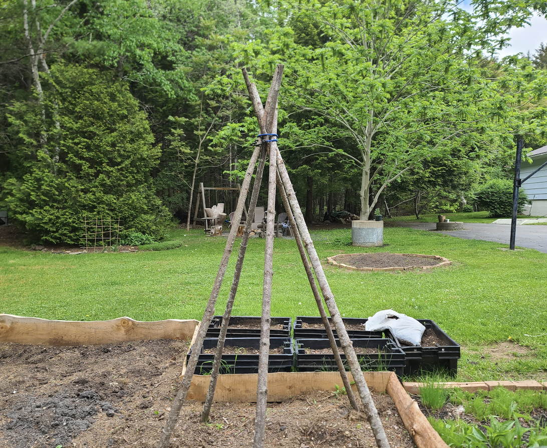 Vine teepee garden structure with climbing plants and seed variety pack