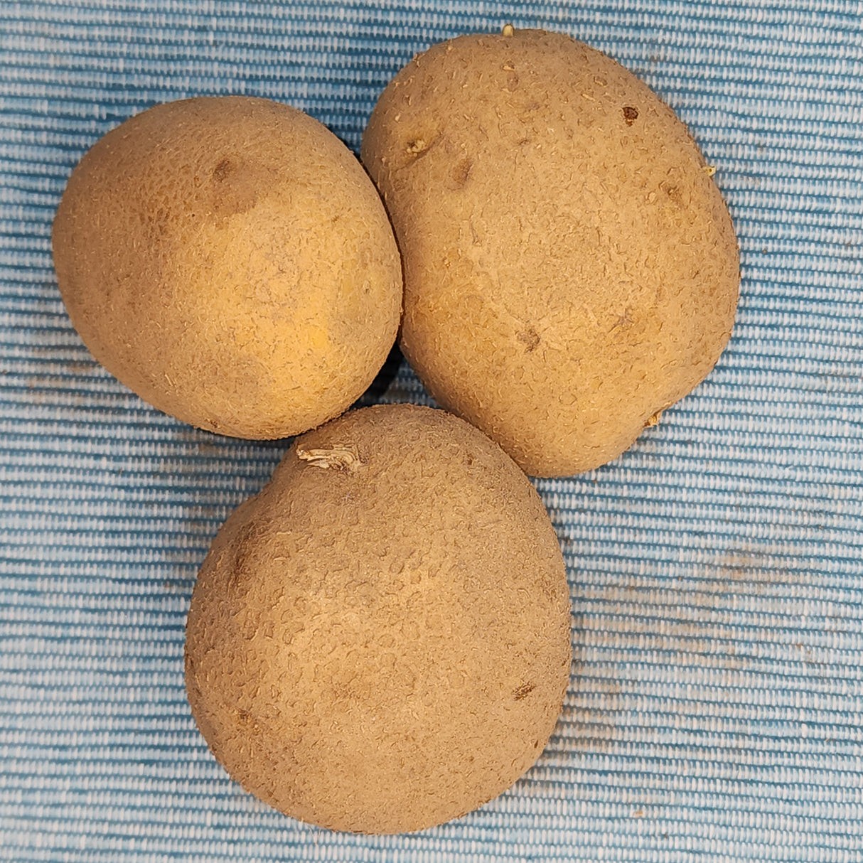 Organic German Butterball potato seed from SeedsNow-Potatoes, showing round, healthy mid-season potato tubers with smooth skin.