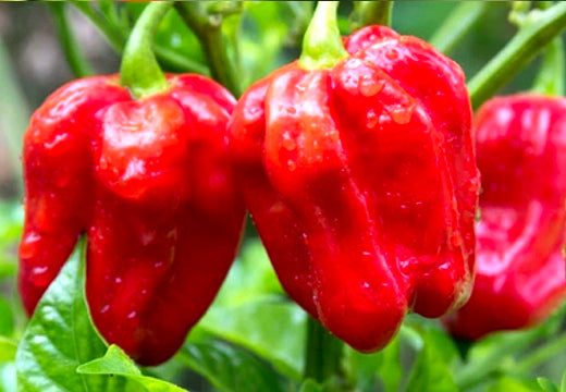 Variety pack of the world's hottest pepper seeds including Ghost Chili, Devil's Tongue, Pretty Purple, Scotch Bonnet, Habanero, Tepin, Thai, Firecracker, NuMex Twilight, and Red Cayenne peppers