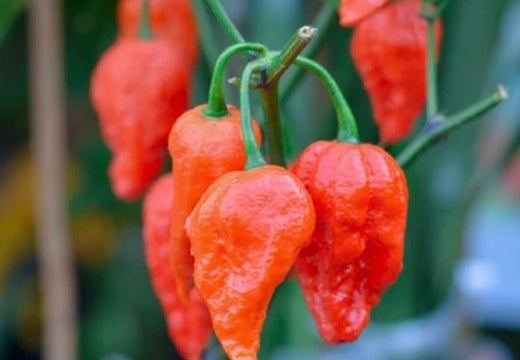 Variety pack of the world's hottest pepper seeds including Ghost Chili, Devil's Tongue, Scotch Bonnet, Habanero, and more