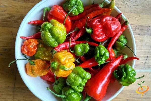 Variety pack of world's hottest peppers including Ghost Chili, Devil's Tongue, and Habanero seeds with high Scoville heat units