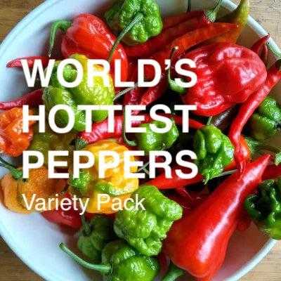 Collection of world's hottest pepper varieties including Ghost Chili, Habanero, and Scotch Bonnet with vibrant colors and high Scoville heat units