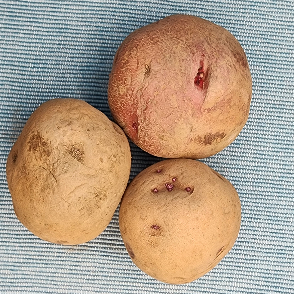 Organic Norland Dark Red Mid-Season Potato seed, showing round, reddish-brown skin and healthy tubers for planting.