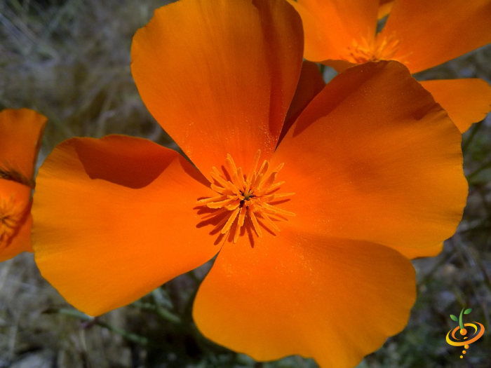 Wildflowers annual seed mix from SeedsNow featuring California poppies and colorful wildflower varieties for garden planting
