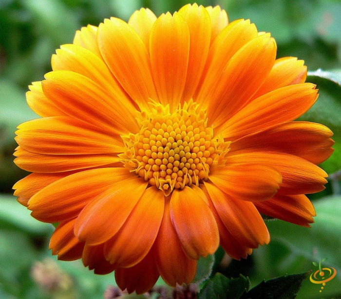 African daisy wildflower from SeedsNow's Wildflowers All Annual Scatter Garden Seed Mix, showing vibrant, colorful flower blooms.