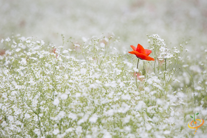 Wildflowers Dryland Scatter Garden Seed Mix by SeedsNow, featuring Baby's Breath and various colorful wildflower blooms.