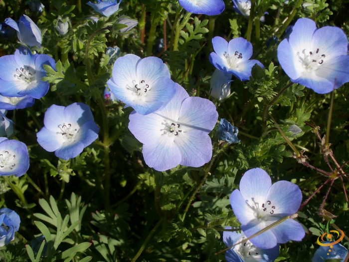 Wildflower mix seed packet featuring Baby Blue Eyes for moist garden areas, by SeedsNow.