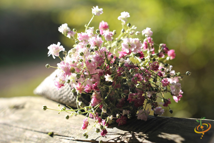 Close-up of Baby's Breath flowers from SeedsNow Wildflowers Beneficial Insect Garden Seed Mix, showcasing delicate white blooms.