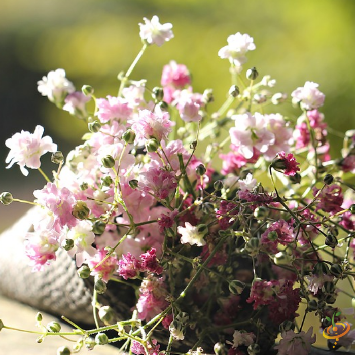 Wildflowers California native seed mix by SeedsNow, featuring Baby's Breath wildflowers in a vibrant scatter garden seed blend.