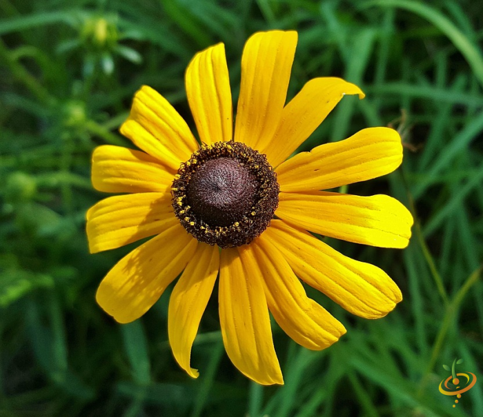 Wildflowers exotic mountain scatter garden seed mix featuring black-eyed Susans and colorful wildflower blooms from SeedsNow.