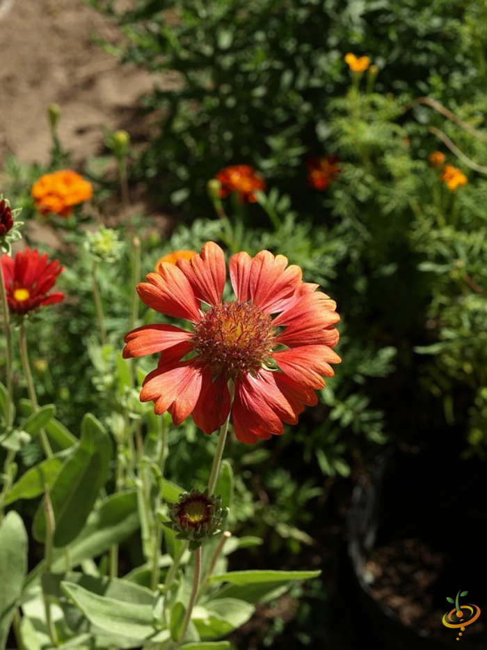 Wildflower Mix seed packet featuring vibrant blanket flowers, designed for perennial scatter garden planting by SeedsNow.