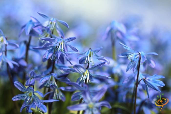 Bluebells and wildflowers from SeedsNow Wildflower Mix for beneficial insect garden planting, showing vibrant flowering plants.