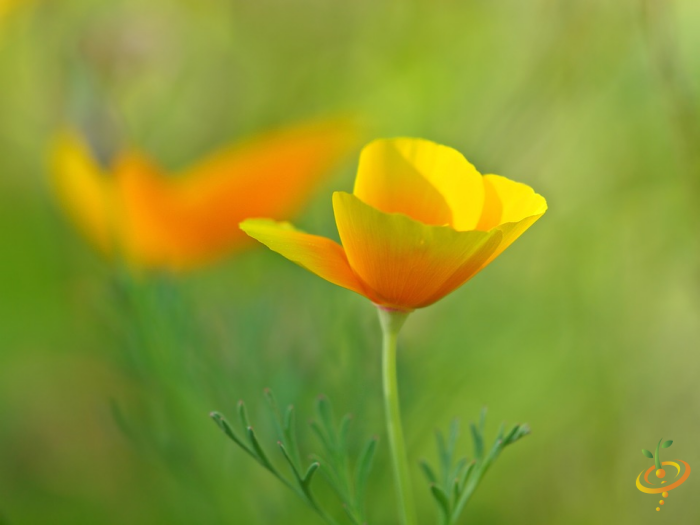 California poppy wildflower from SeedsNow's deer-resistant scatter garden seed mix, showcasing vibrant orange petals.