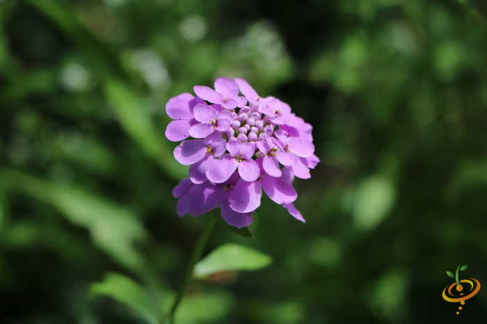 Wildflowers All Annual Scatter Garden Seed Mix by SeedsNow featuring colorful wildflower seeds including Candytuft for vibrant blooms.