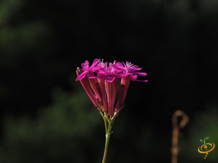 Wildflower mix seed packet featuring colorful dryland wildflowers, including catchfly, for planting in garden landscapes.