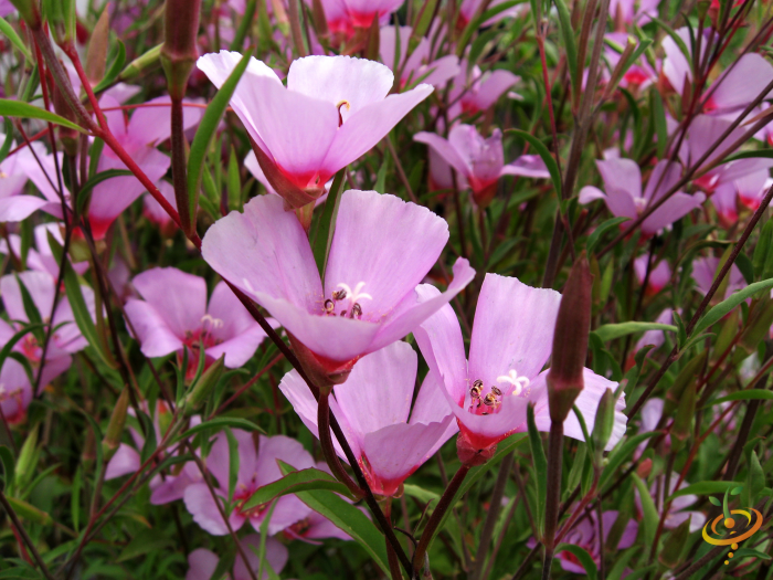 Close-up of pink wildflowers from Partial Shade Scatter Garden Seed Mix thriving in a shaded garden setting