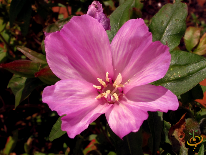 Wildflower Mix seed packet from SeedsNow showing Clarkia amoena flowers and colorful wildflower scatter garden seed design