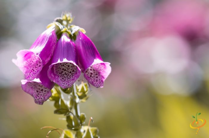 Partial shade wildflower mix seed packet featuring colorful foxglove flowers from SeedsNow for garden planting