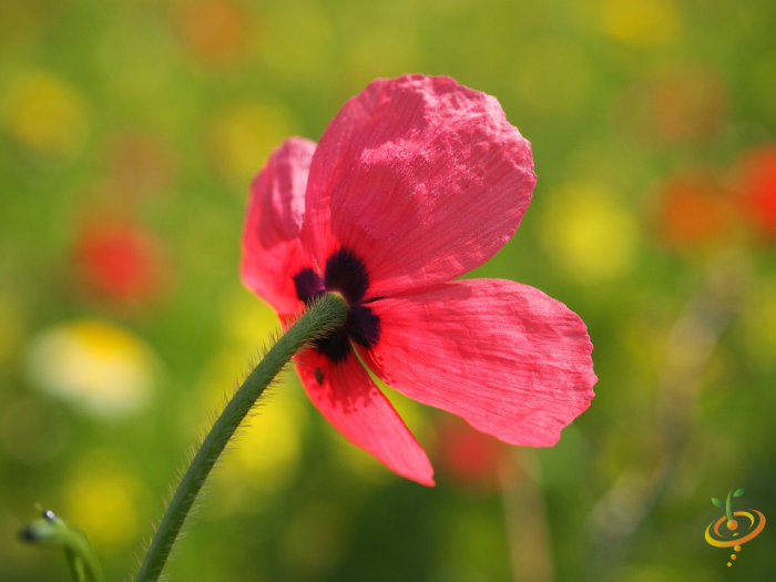 Wildflower Mix by SeedsNow featuring vibrant dryland garden seed scatter with colorful poppies and wildflowers.