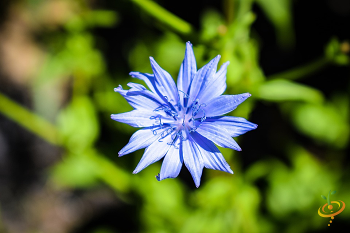 Wildflowers dryland scatter garden seed mix featuring vibrant cornflowers and other wildflower varieties for natural garden growth.