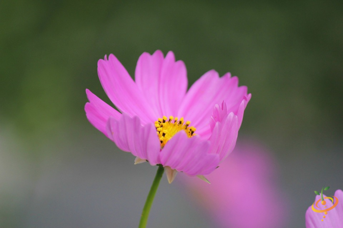 Wildflower mix seed packet featuring cosmos flowers from SeedsNow, designed for scatter garden planting of annual wildflowers.