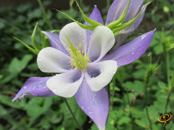 European dwarf columbine wildflower from SeedsNow's Moist Area Scatter Garden Seed Mix, showing delicate purple and yellow blossoms.