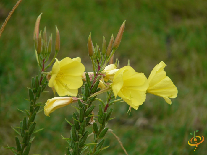 Wildflower Mix seed packet featuring Evening Primrose, part of SeedsNow's perennial scatter garden seed collection.