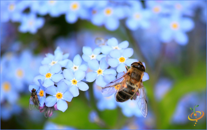 Wildflower mix seed packet featuring forget-me-not flowers from SeedsNow, designed for low-growing garden scatter planting.