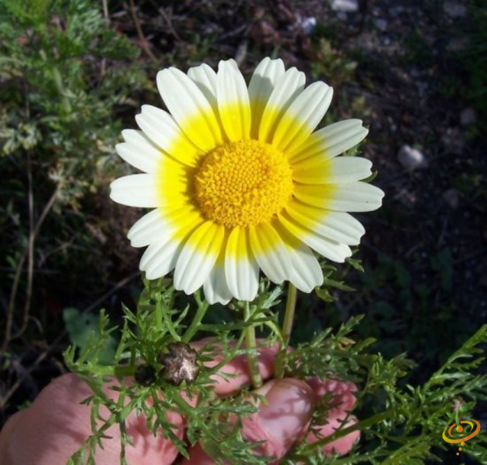 Wildflowers California native scatter garden seed mix featuring Garland Daisy and other colorful wildflower blooms.