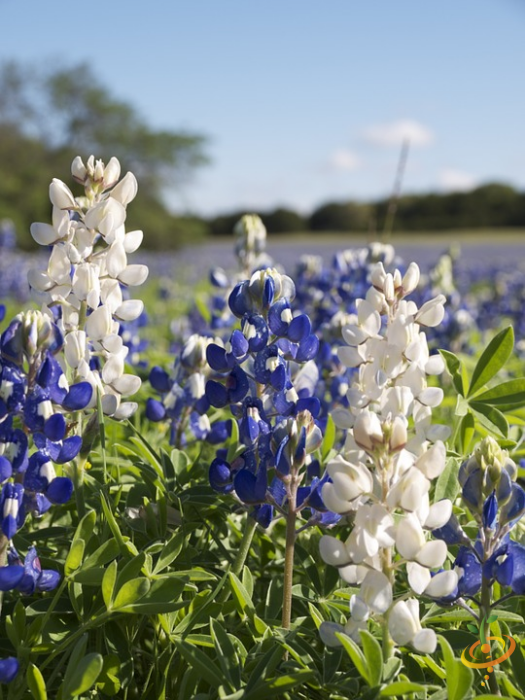 Wildflower mix by SeedsNow featuring lupine flowers, deer-resistant scatter garden seed blend with vibrant wildflower blooms.