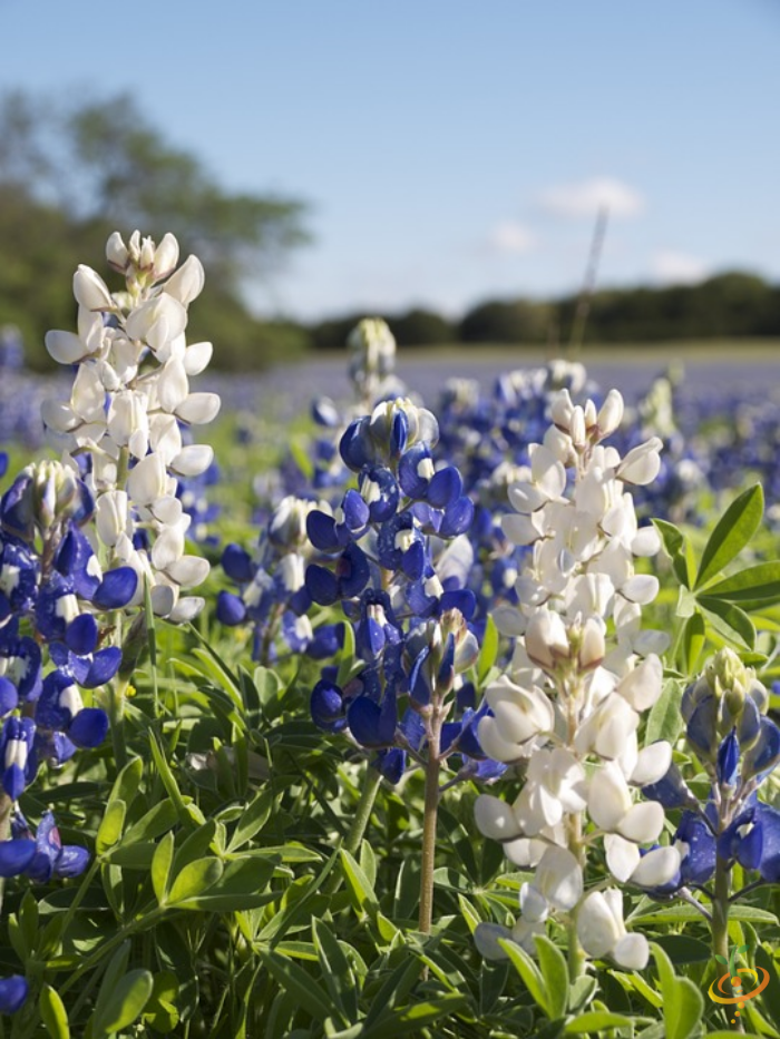 Wildflower Mix seed packet featuring vibrant annual wildflowers, including lupines, from SeedsNow for garden planting.