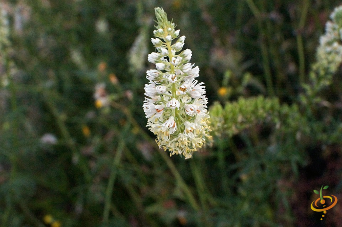 Wildflower Mix garden seed packet featuring fragrant wildflowers like Mignonette for colorful, fragrant flower scatter planting.