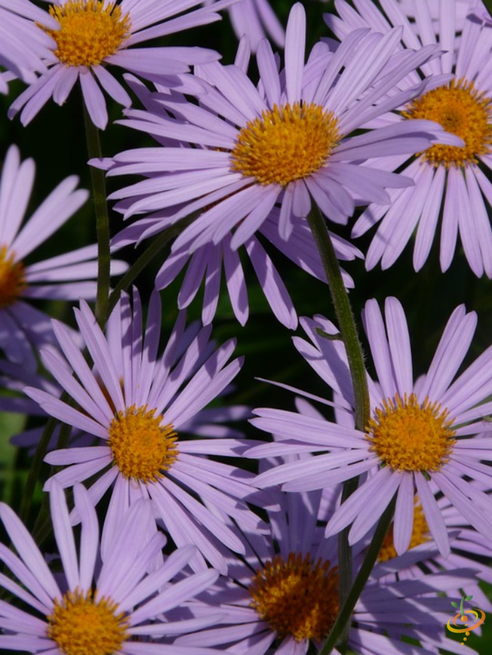 Image of New England Aster wildflower from SeedsNow's Wildflowers All Perennial Scatter Garden Seed Mix.