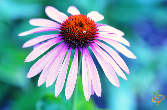 Pale purple coneflowers from SeedsNow wildflower seed mix, showing vibrant petals and green foliage in a garden setting.