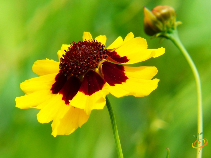 Yellow and red wildflower in partial shade garden with green blurred background
