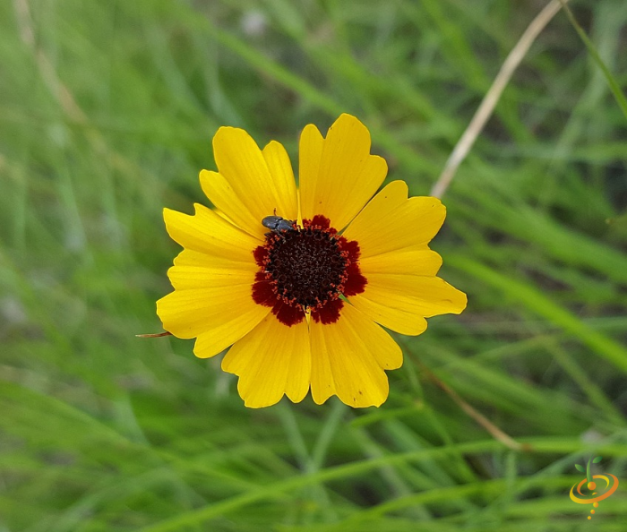 Wildflower mix seed packet with colorful Plains Coreopsis flowers from SeedsNow, showcasing vibrant annual wildflowers for garden planting.