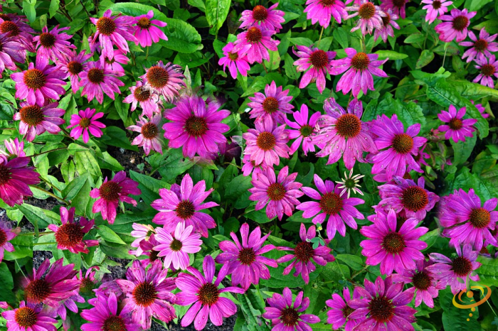 Purple coneflower from SeedsNow Wildflowers Dryland Scatter Garden Seed Mix, showcasing vibrant purple petals and a central cone.