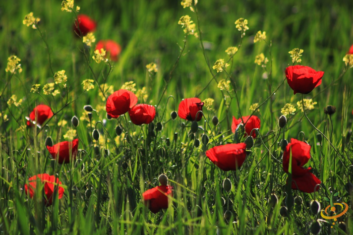 Red Shirley Poppy wildflower seed from SeedsNow, part of the deer-resistant scatter garden wildflower mix.