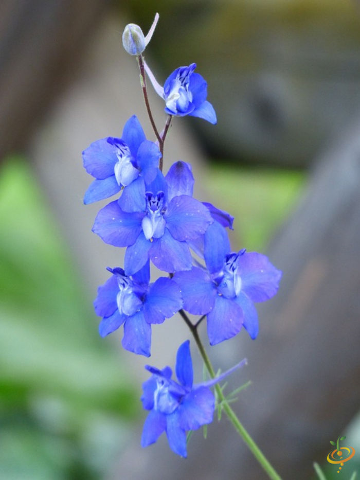 Close-up of vibrant blue wildflowers in partial shade garden setting