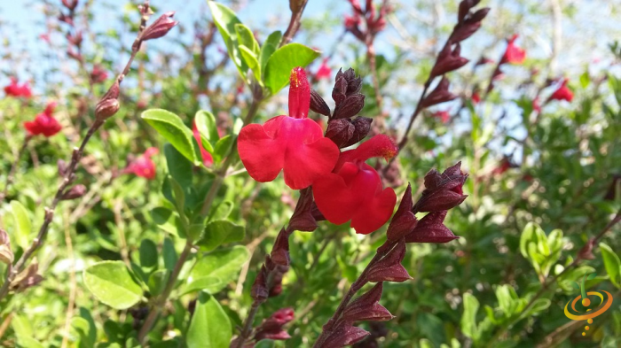 Wildflower Mix by SeedsNow featuring vibrant scarlet sage and various colorful wildflowers for deer-resistant garden planting.