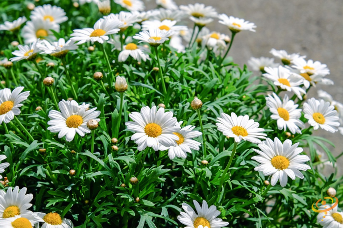 Wildflowers dryland scatter garden seed mix featuring Shasta daisies and other wildflower varieties by SeedsNow.