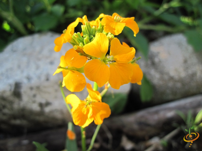 Wildflowers annual cut flower scatter garden seed mix by SeedsNow, featuring colorful wildflower blend for garden planting.